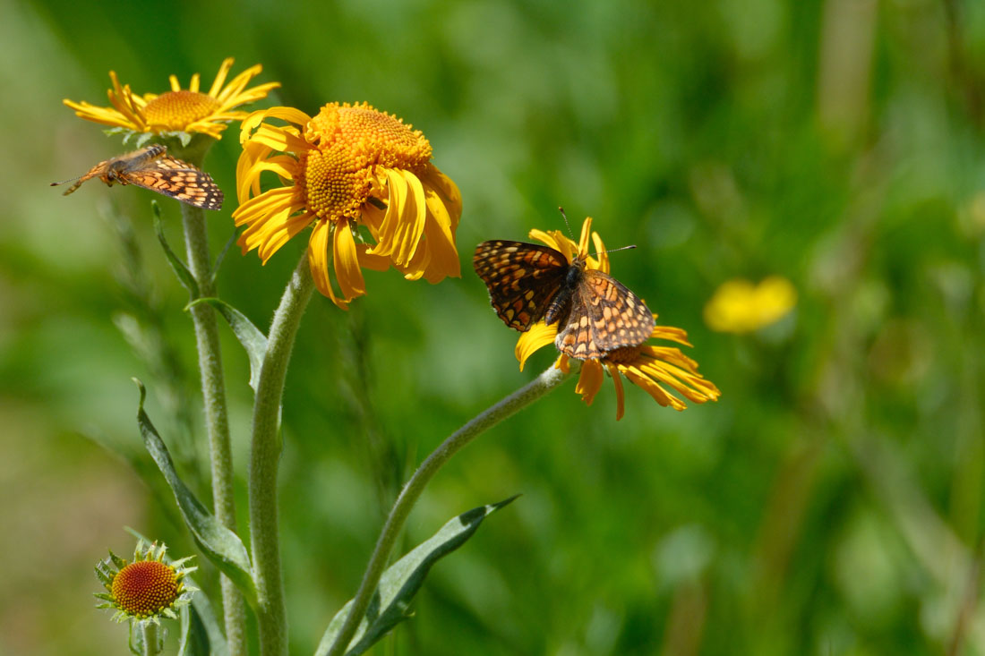 Pearl-Crescent Butterflies